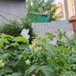 Гнезда бабочек-боярышниц.